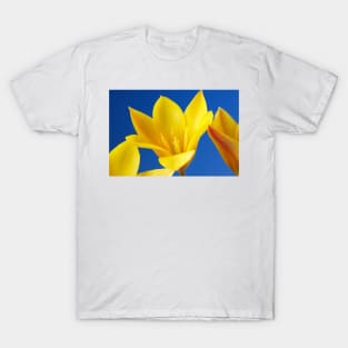Golden lady tulip or Tulipa clusiana var. chrysantha T-Shirt